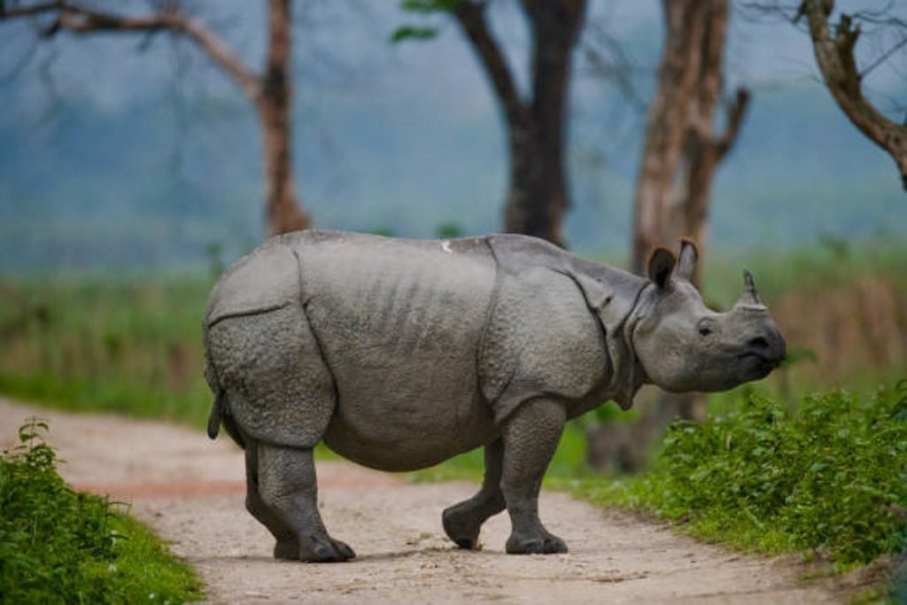 Poachers tranquillise rhino to remove horn in Assam